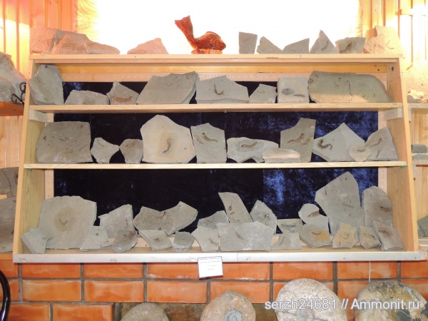 неоген, рыбы, кайнозойская эра, Краснодарский край, р. Пшеха, fish