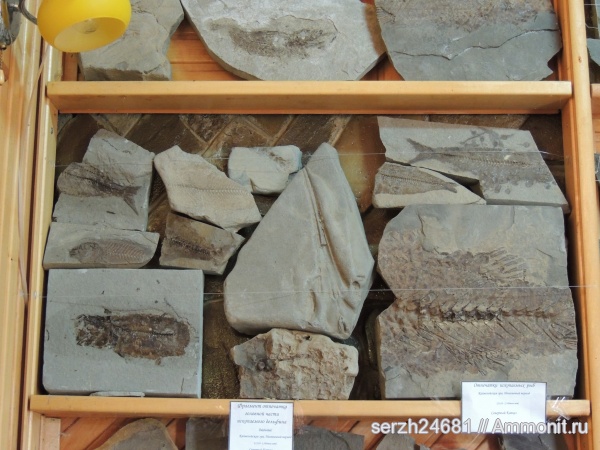 неоген, рыбы, кайнозойская эра, Краснодарский край, р. Пшеха, fish