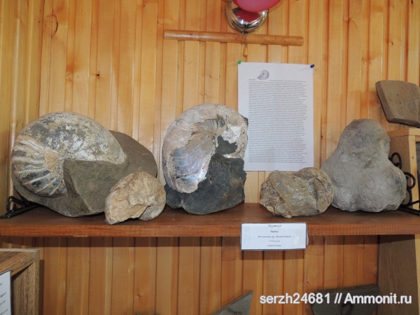 мел, Россия, наутилусы, головоногие моллюски, мезозойская эра, Nautilida, р. Курджипс, Cretaceous