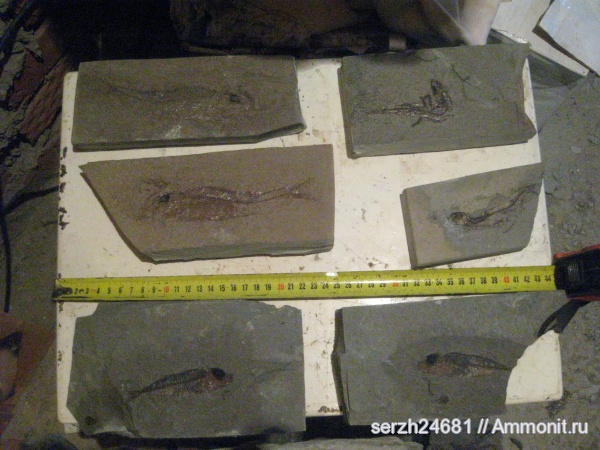 неоген, рыбы, кайнозойская эра, Краснодарский край, р. Пшеха, fish