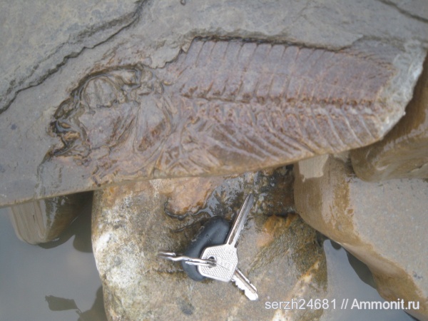 неоген, рыбы, кайнозойская эра, Краснодарский край, р. Пшеха, fish