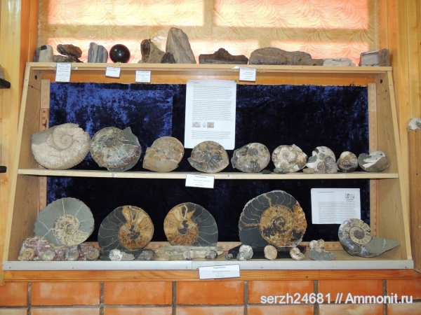 аммониты, мел, Россия, головоногие моллюски, мезозойская эра, беспозвоночные, Ammonites, р. Пшеха, р. Курджипс, Cretaceous