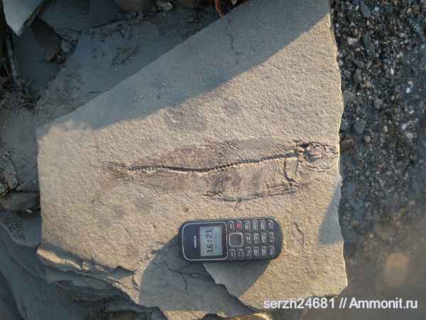 неоген, рыбы, кайнозойская эра, Краснодарский край, р. Пшеха, fish