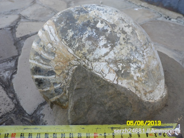 мел, Россия, наутилусы, головоногие моллюски, мезозойская эра, р. Курджипс, Cretaceous