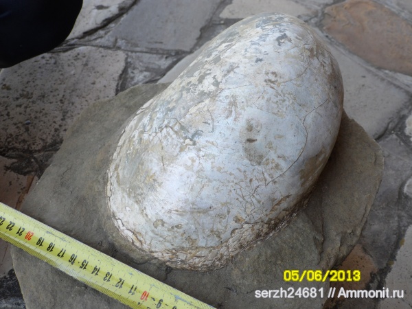 мел, Россия, наутилусы, головоногие моллюски, мезозойская эра, р. Курджипс, Cretaceous