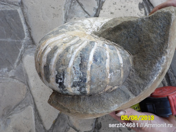 мел, Россия, наутилусы, головоногие моллюски, мезозойская эра, р. Курджипс, Cretaceous