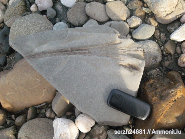 неоген, Россия, позвоночные, млекопитающие, кайнозойская эра, Краснодарский край, р. Пшеха