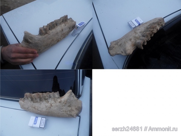 неоген, Россия, позвоночные, млекопитающие, кайнозойская эра, Краснодарский край, р. Пшеха