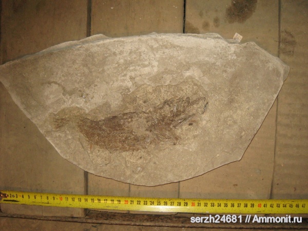 неоген, рыбы, кайнозойская эра, Краснодарский край, р. Пшеха, fish