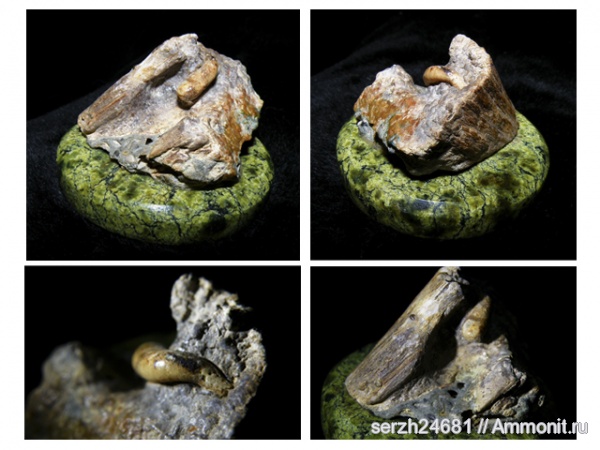 мел, Россия, мезозойская эра, Краснодарский край, р. Курджипс, Cretaceous