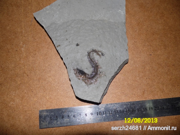 неоген, Россия, рыбы, позвоночные, кайнозойская эра, р. Пшеха, fish