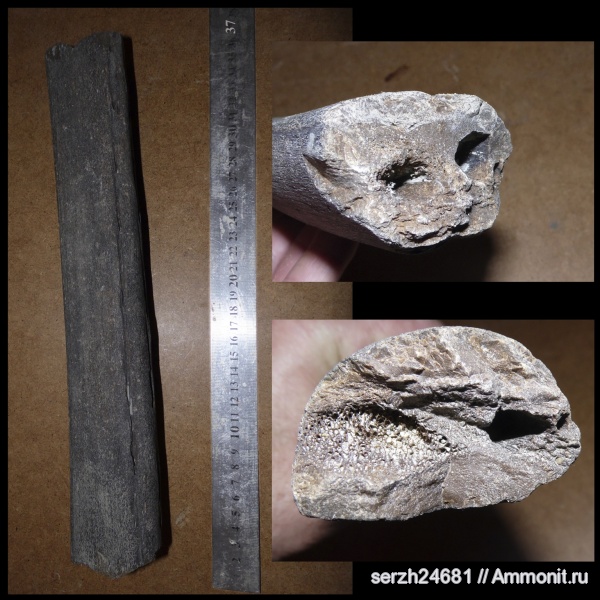 неоген, позвоночные, млекопитающие, кайнозойская эра, Краснодарский край, р. Пшеха