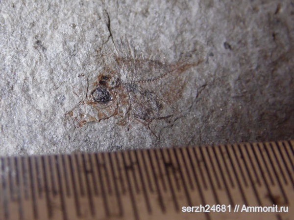 неоген, Россия, рыбы, позвоночные, кайнозойская эра, р. Пшеха, fish