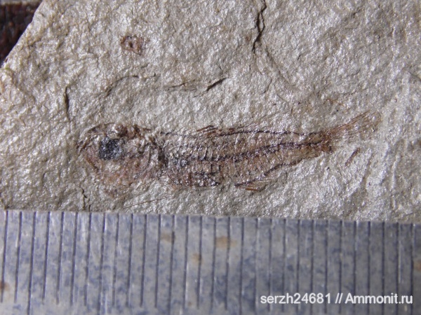 неоген, Россия, рыбы, позвоночные, кайнозойская эра, р. Пшеха, fish