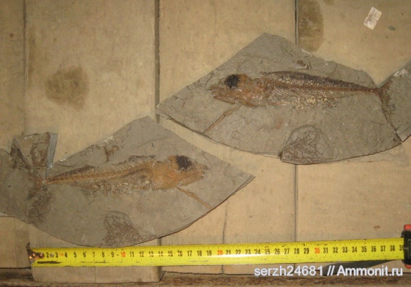 неоген, Россия, рыбы, позвоночные, кайнозойская эра, Краснодарский край, р. Пшеха, fish