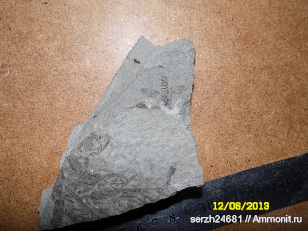 неоген, насекомые, членистоногие, кайнозойская эра, Краснодарский край, р. Пшеха