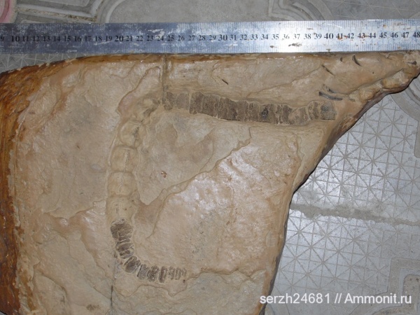 неоген, Россия, позвоночные, млекопитающие, кайнозойская эра, Краснодарский край, р. Пшеха