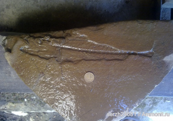 неоген, Россия, рыбы, позвоночные, кайнозойская эра, Краснодарский край, р. Пшеха, fish