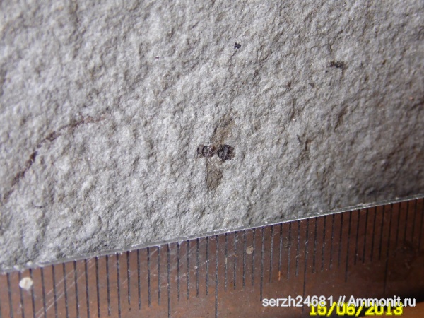 неоген, Россия, насекомые, членистоногие, кайнозойская эра, Краснодарский край, р. Пшеха, Formicidae