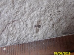 Самка ископаемого муравья( Formicidaе)