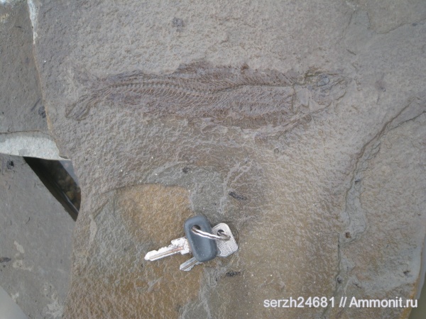 неоген, Россия, рыбы, позвоночные, кайнозойская эра, Краснодарский край, р. Пшеха, fish