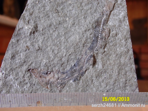 неоген, Россия, рыбы, позвоночные, кайнозойская эра, Краснодарский край, р. Пшеха, fish