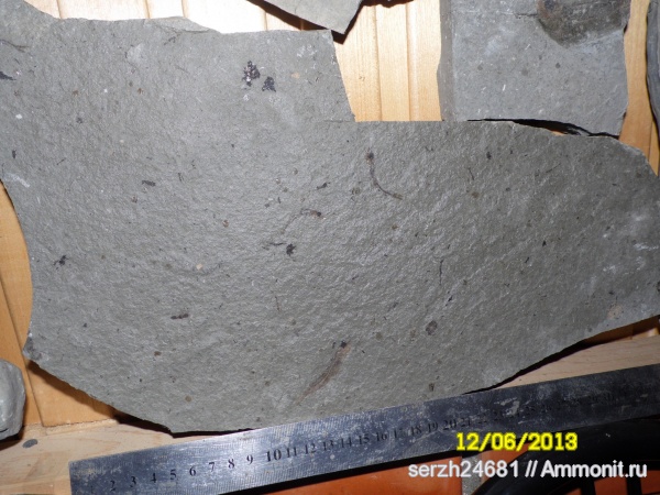 неоген, рыбы, позвоночные, кайнозойская эра, Краснодарский край, р. Пшеха, fish