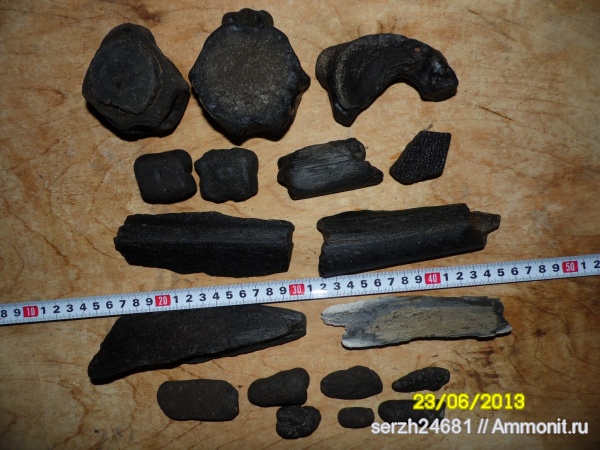 неоген, Россия, позвоночные, млекопитающие, кайнозойская эра, Краснодарский край, р. Туха