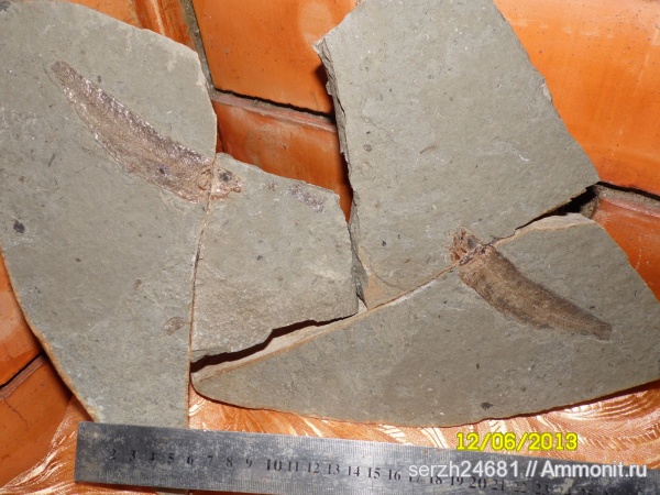 неоген, Россия, рыбы, позвоночные, кайнозойская эра, Краснодарский край, р. Пшеха, fish