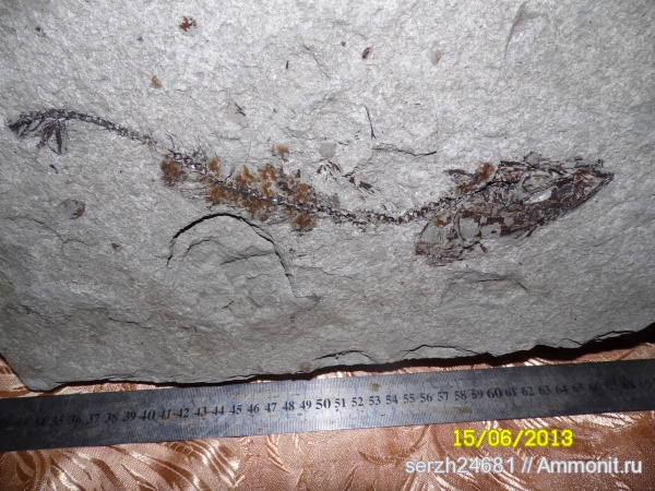 неоген, Россия, рыбы, позвоночные, кайнозойская эра, Краснодарский край, р. Пшеха, fish