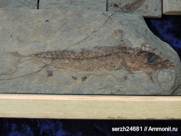 неоген, Россия, рыбы, позвоночные, кайнозойская эра, Краснодарский край, р. Пшеха, fish