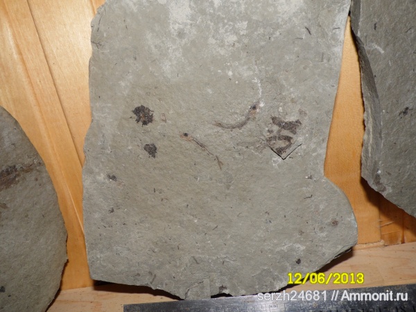 неоген, Россия, рыбы, позвоночные, кайнозойская эра, Краснодарский край, р. Пшеха, fish