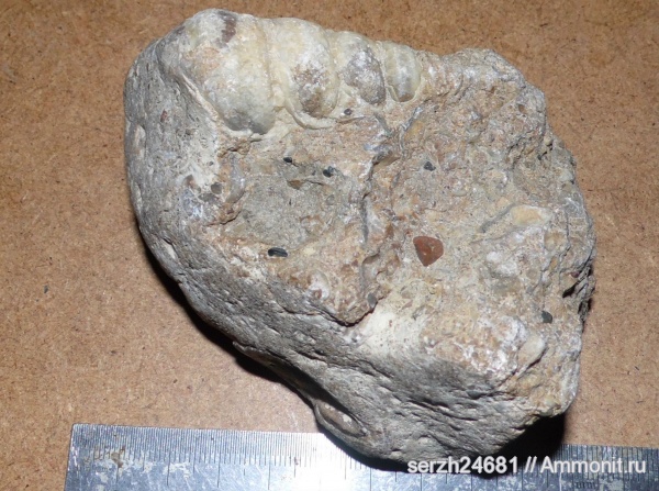 моллюски, мел, брюхоногие моллюски, мезозойская эра, Краснодарский край, р. Курджипс, Cretaceous