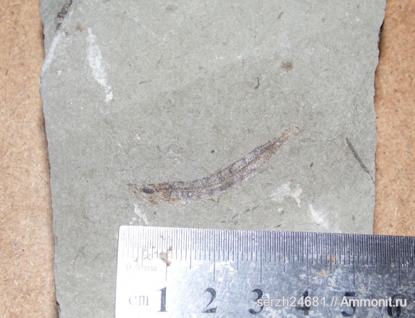 неоген, Россия, рыбы, позвоночные, кайнозойская эра, Краснодарский край, р. Пшеха, fish