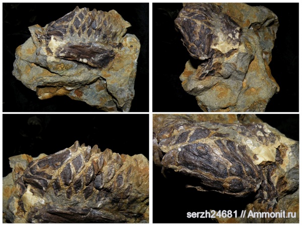 растения, голосеменные, шишки, высшие растения