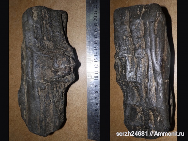 неоген, Россия, окаменевшее дерево, кайнозойская эра, Краснодарский край, р. Пшеха