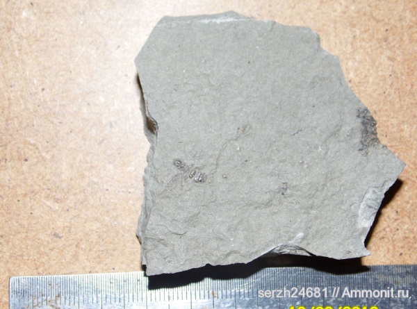 неоген, Россия, насекомые, членистоногие, кайнозойская эра, Краснодарский край, р. Пшеха