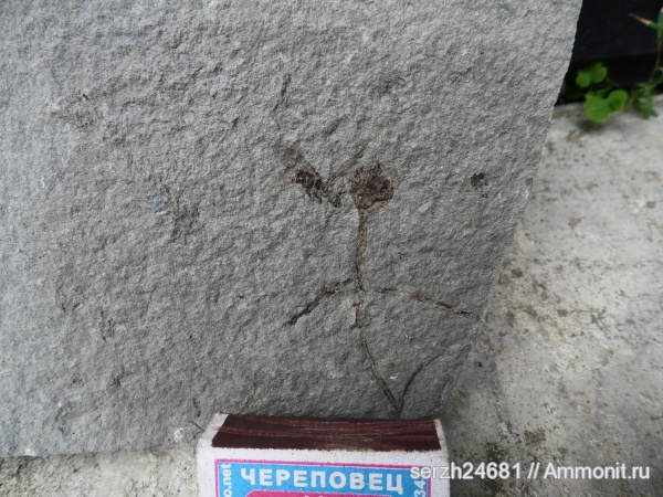 неоген, Россия, насекомые, членистоногие, водоросли, кайнозойская эра, низшие растения, Краснодарский край, р. Пшеха