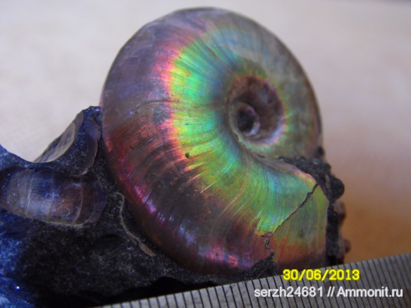 аммониты, моллюски, мел, Россия, головоногие моллюски, мезозойская эра, беспозвоночные, Адыгея, Ammonites, р. Хокодзь, Cretaceous