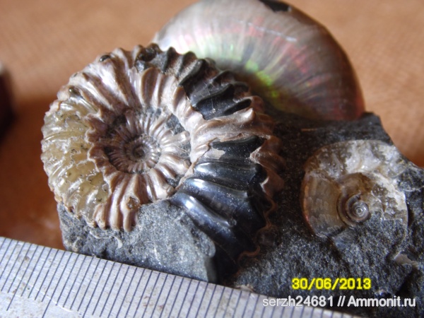 аммониты, моллюски, мел, Россия, головоногие моллюски, мезозойская эра, беспозвоночные, Адыгея, Ammonites, р. Хокодзь, Cretaceous