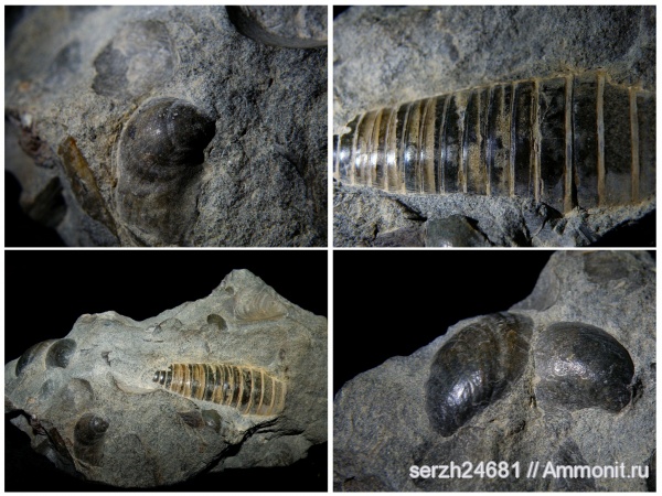 белемниты, моллюски, мел, Россия, головоногие моллюски, мезозойская эра, беспозвоночные, Краснодарский край, р. Курджипс, Cretaceous, belemnites