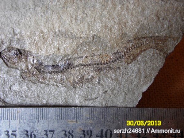 неоген, Россия, рыбы, позвоночные, кайнозойская эра, Краснодарский край, р. Пшеха, fish