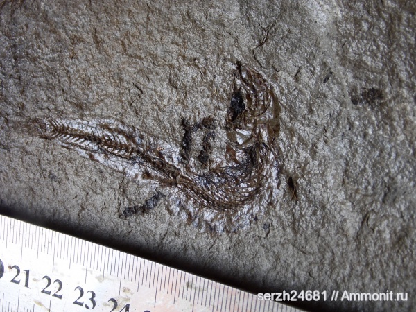 неоген, Россия, рыбы, позвоночные, кайнозойская эра, Краснодарский край, р. Пшеха, fish