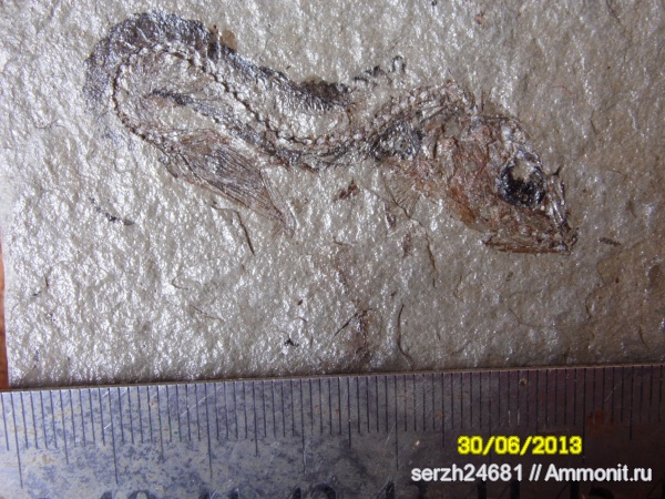 неоген, Россия, рыбы, позвоночные, кайнозойская эра, Краснодарский край, р. Пшеха, fish