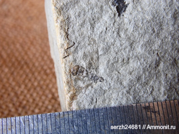 неоген, Россия, насекомые, членистоногие, кайнозойская эра, Краснодарский край, р. Пшеха