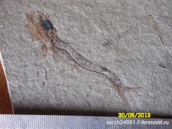 неоген, Россия, рыбы, позвоночные, кайнозойская эра, Краснодарский край, р. Пшеха, fish