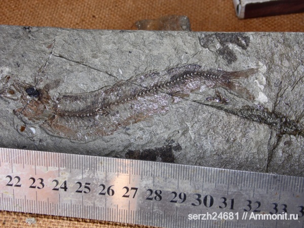 неоген, Россия, рыбы, позвоночные, кайнозойская эра, Краснодарский край, р. Пшеха, fish