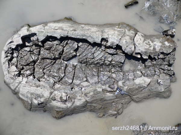 неоген, Россия, рыбы, позвоночные, кайнозойская эра, Краснодарский край, р. Пшеха, fish