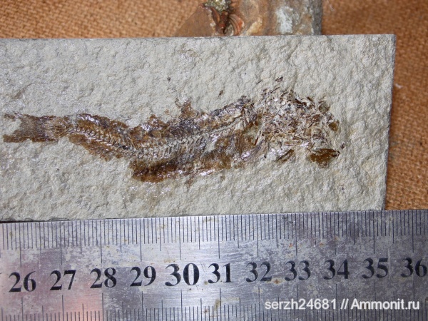 неоген, Россия, рыбы, позвоночные, кайнозойская эра, Краснодарский край, р. Пшеха, fish