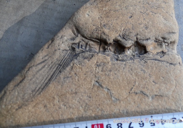 неоген, Россия, рыбы, позвоночные, кайнозойская эра, Краснодарский край, р. Пшеха, fish